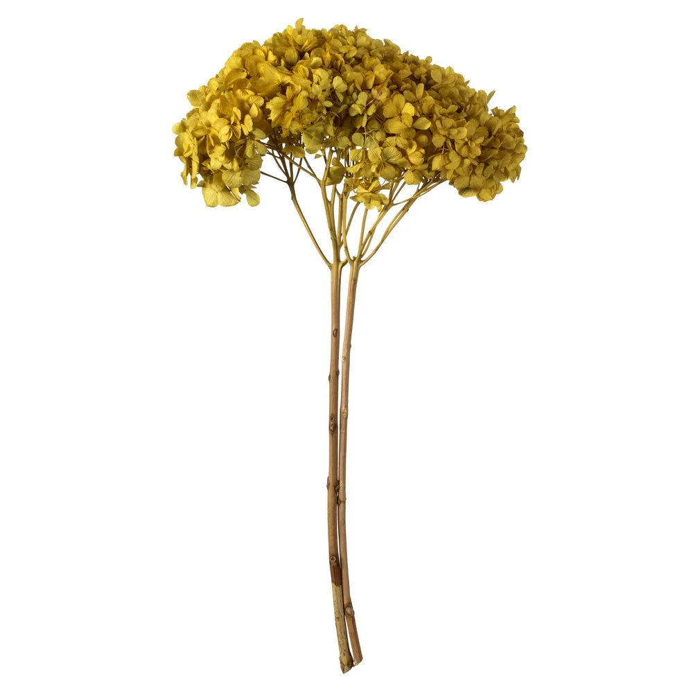Vickerman H1HYD700 15” Yellow Hydrangea With Multiple Branch Segments. Preserved