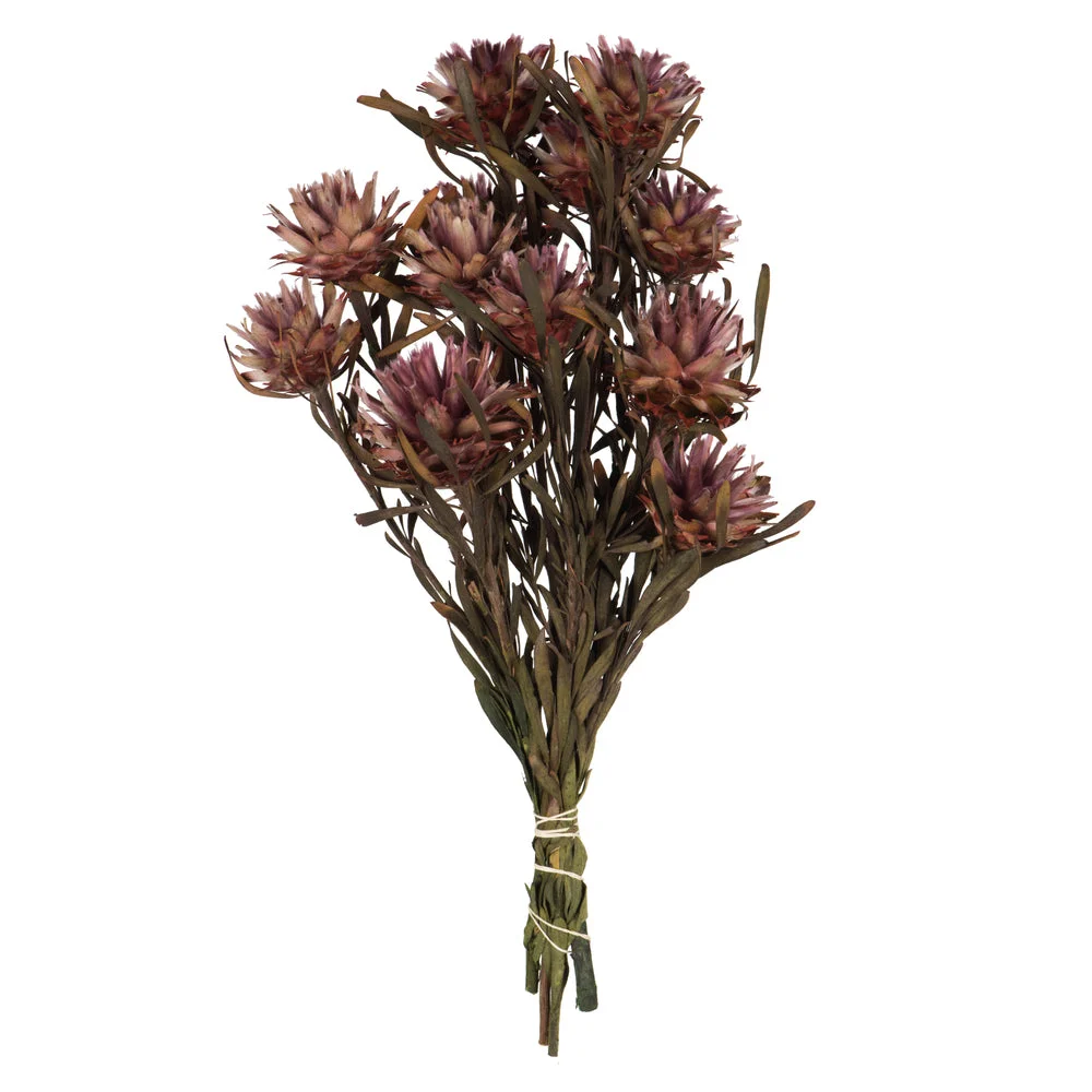 Vickerman H1PMF580 8-20" Purple Orchid Plumosum Female 8 Flower Heads Per Bundle Preserved