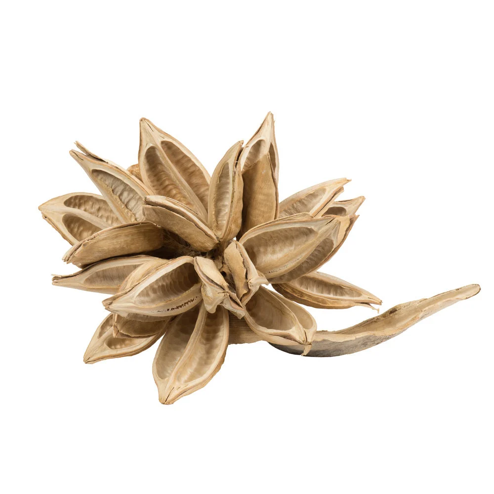 Vickerman H2STAX999 12-16" Bleached Star Pod Extra Large