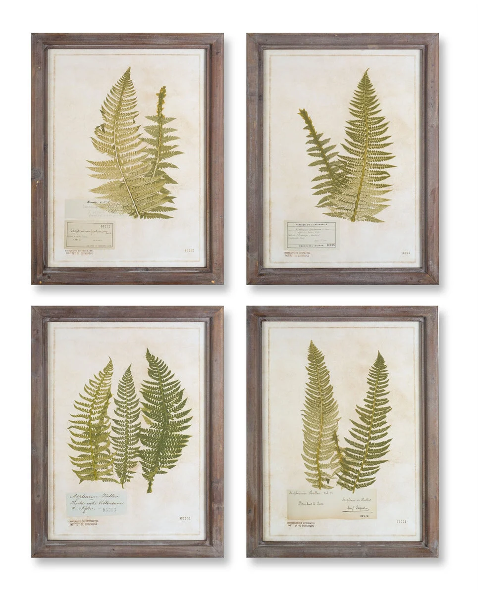 Melrose Wood Framed Fern Encyclopedia Prints Under Glass (Set of 4)