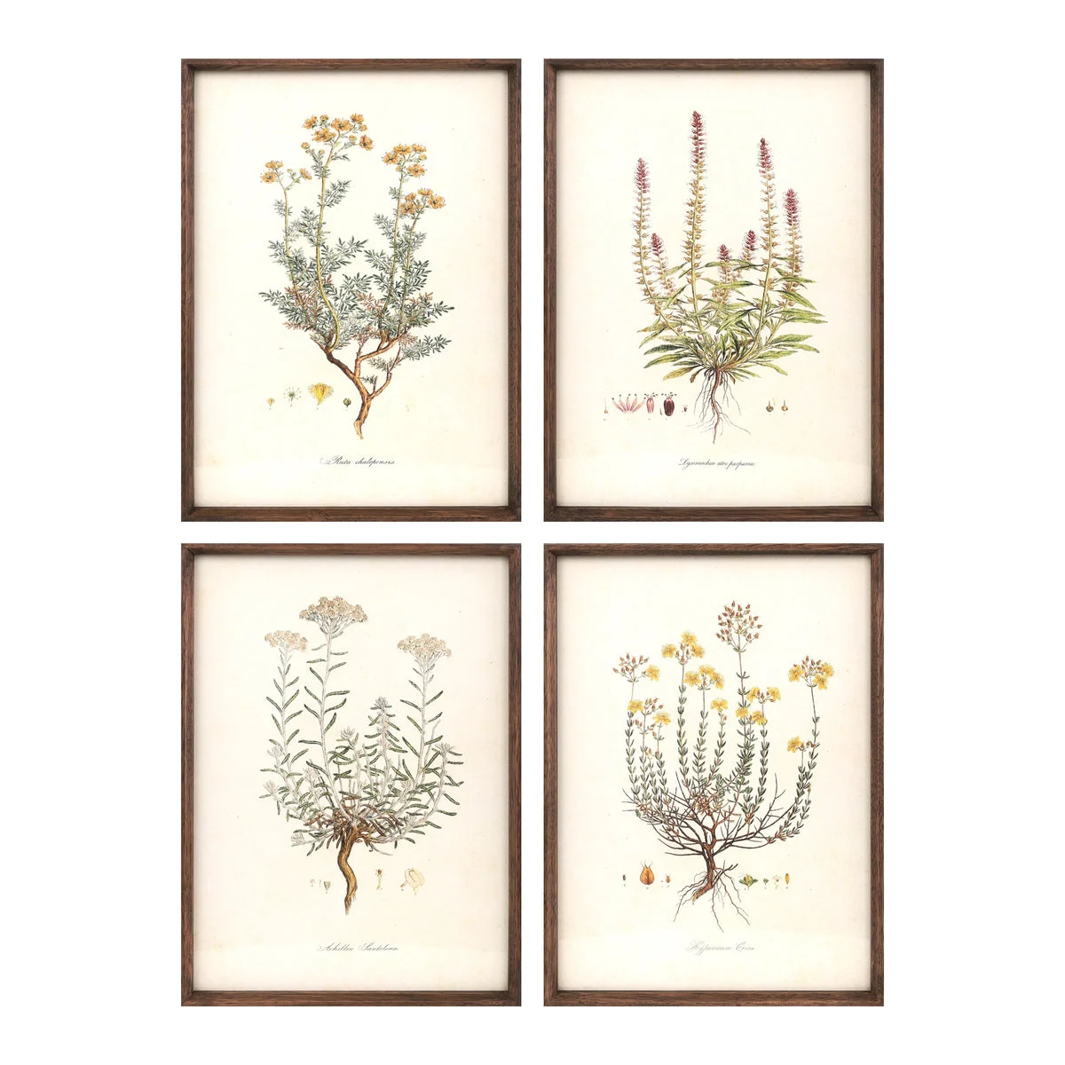 Melrose Wood Framed Encyclopedia Floral Print Under Glass (Set of 4)