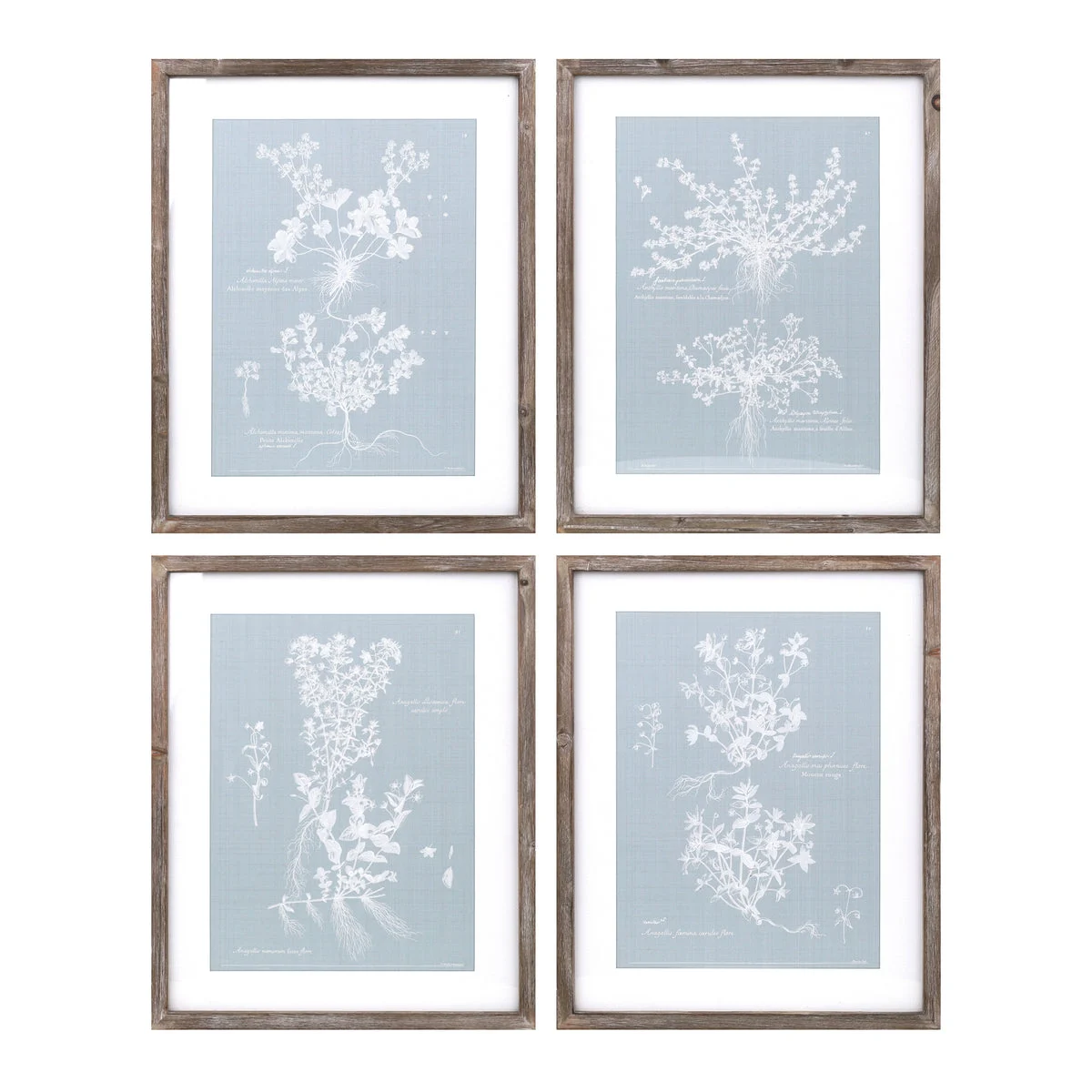 Melrose Wood Framed Encyclopedia Floral Outline Under Glass (Set of 4)