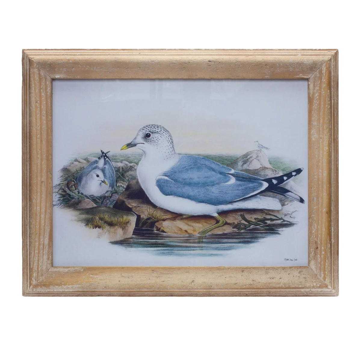 Framed Bird Print 13"H, Fir Wood Frame Under Glass Coastal Wall Decor by Melrose