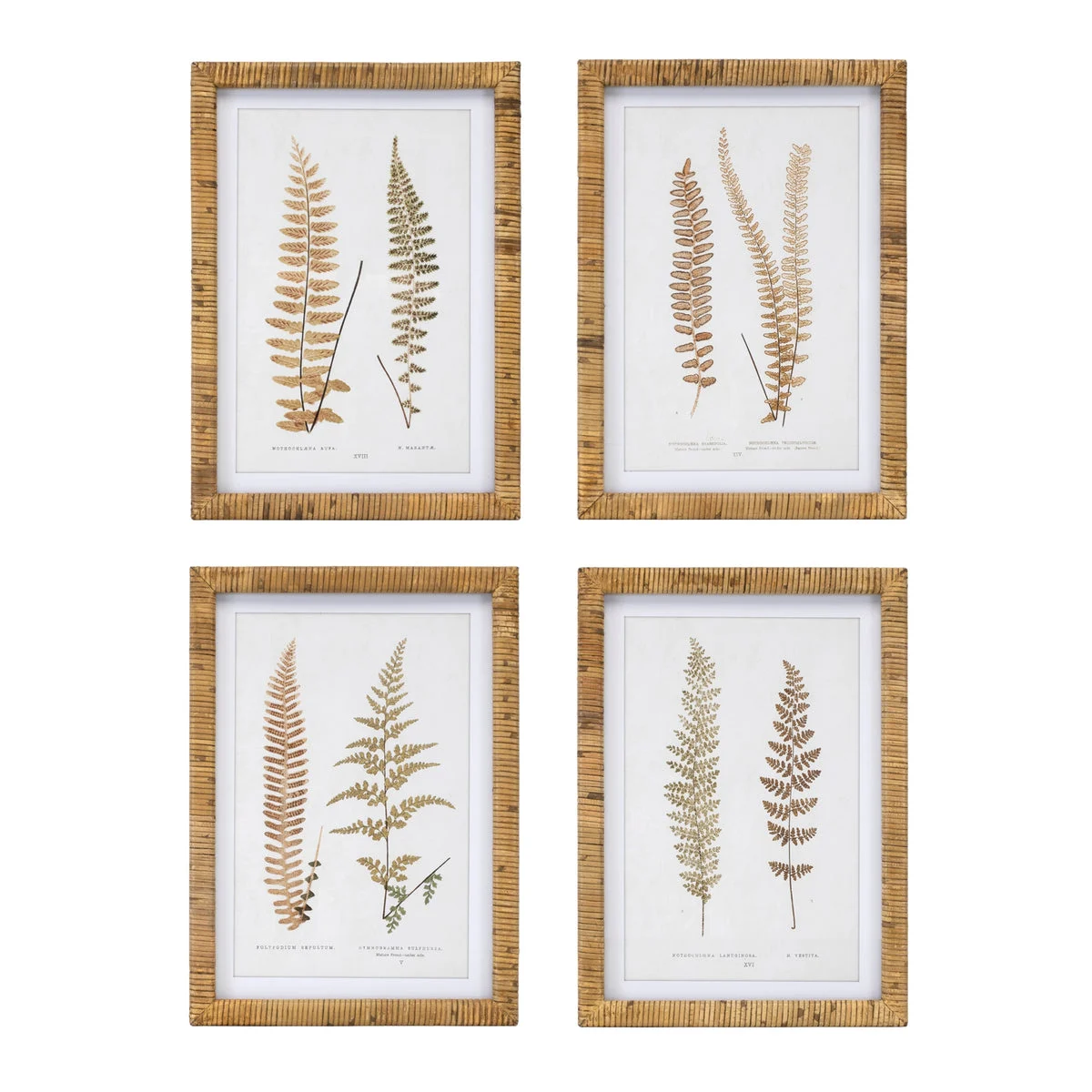 Wood Framed Fern Print Set of 4 Fir Wood MDF Glass Wall Decor 17.75 Inch Square by Melrose