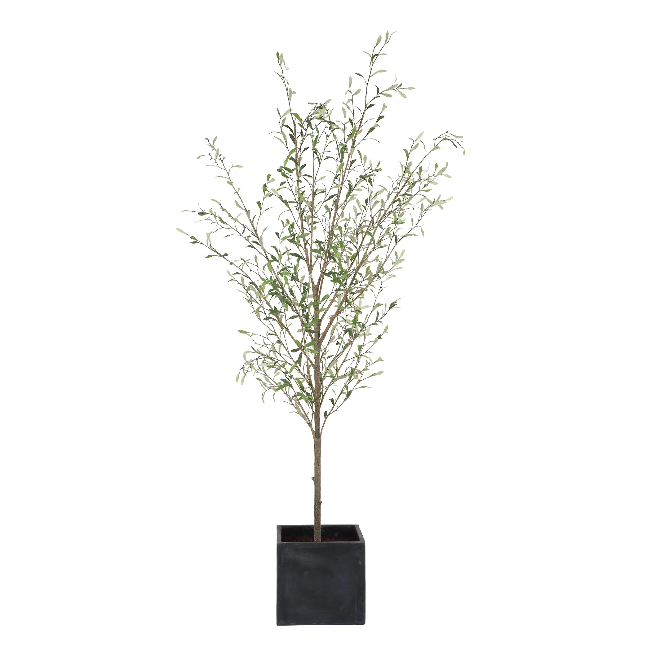 Abundance Potted Olive Tree