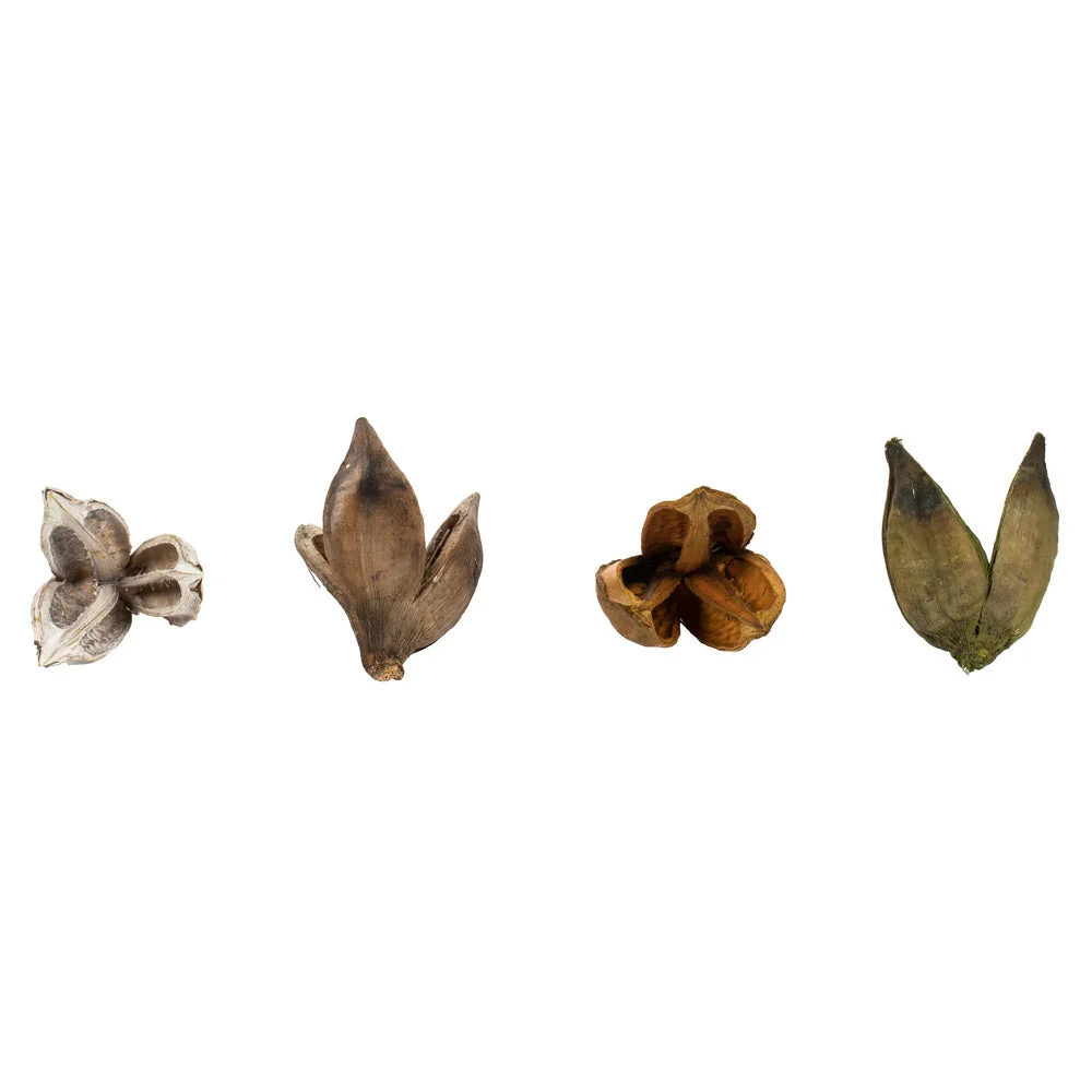 Vickerman H2SORBMIX 3-4" Assorted Sora Pod Bulk Assorted Colors Case Of 250 Pieces.