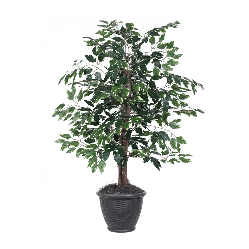 Vickerman TBU0240-RG 4' Artificial Variegated Ficus Bush Gray Round Plastic Container.
