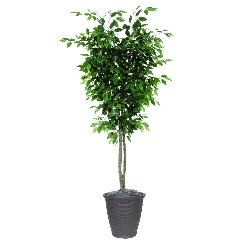 Vickerman TDX0160-RB 6' Artificial Ficus Deluxe Tree Brown Round Plastic Container.