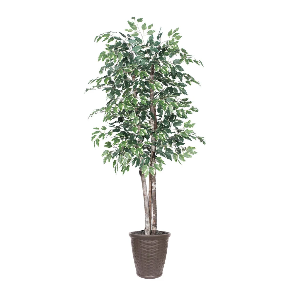 Vickerman TDX0260-RB 6' Artificial Variegated Ficus Deluxe Tree Brown Round Plastic Container.