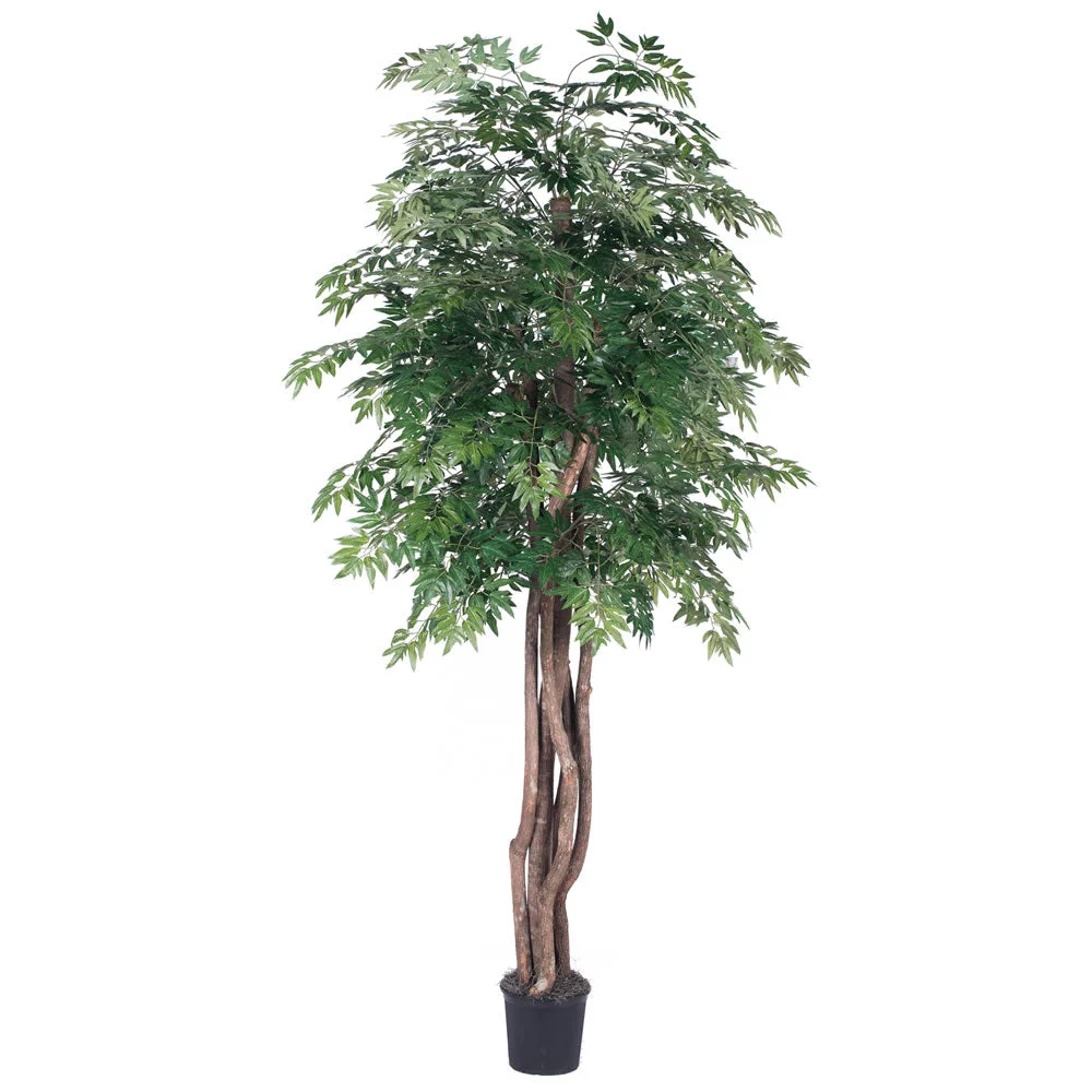 Vickerman TEX0660-07 6' Artificial Ming Aralia Executive Black Plastic Pot