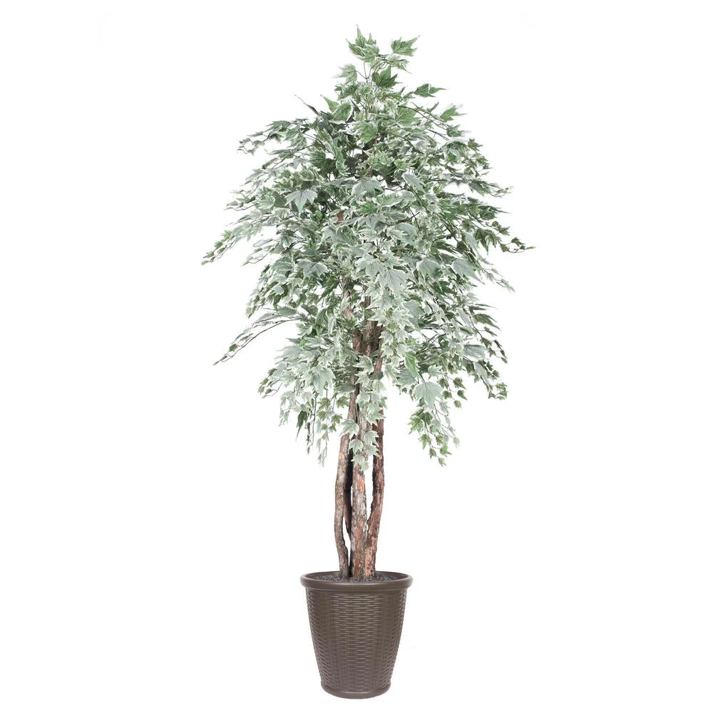 Vickerman TEX1660-RB 6' Artificial Silver Maple Executive Tree Brown Round Plastic Container.